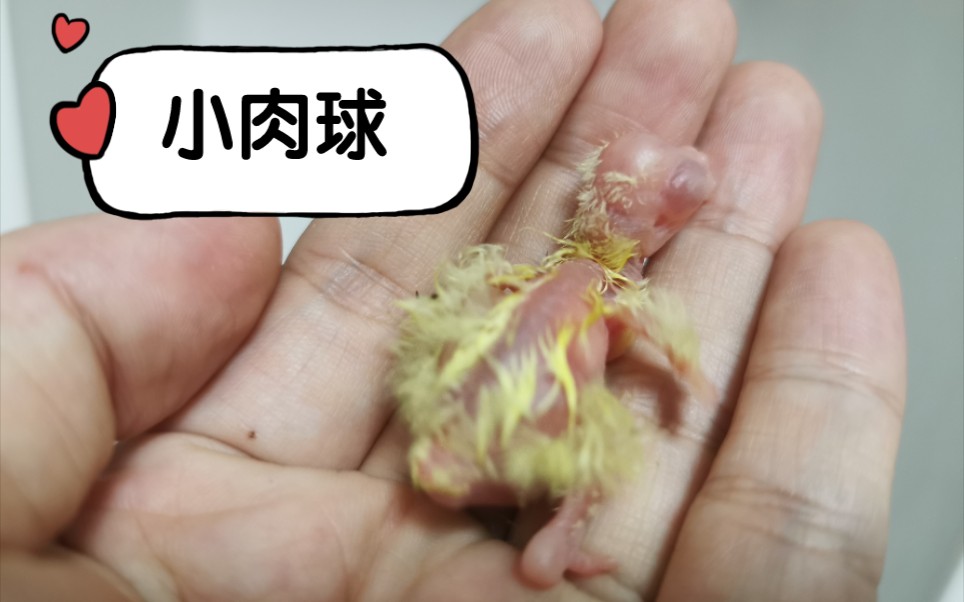 刚出生的玄凤鹦鹉幼崽,热乎的小肉球