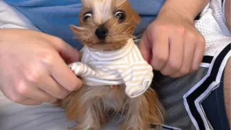 小狗：出门之前怎么还得先历劫