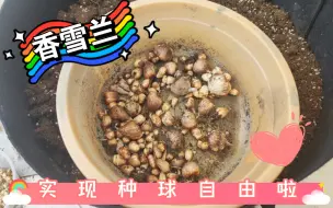 Video herunterladen: 种植香雪兰的第二年实现种球自由啦