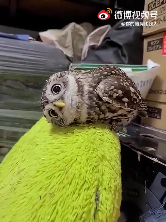 可可爱爱猫头鹰歪头杀