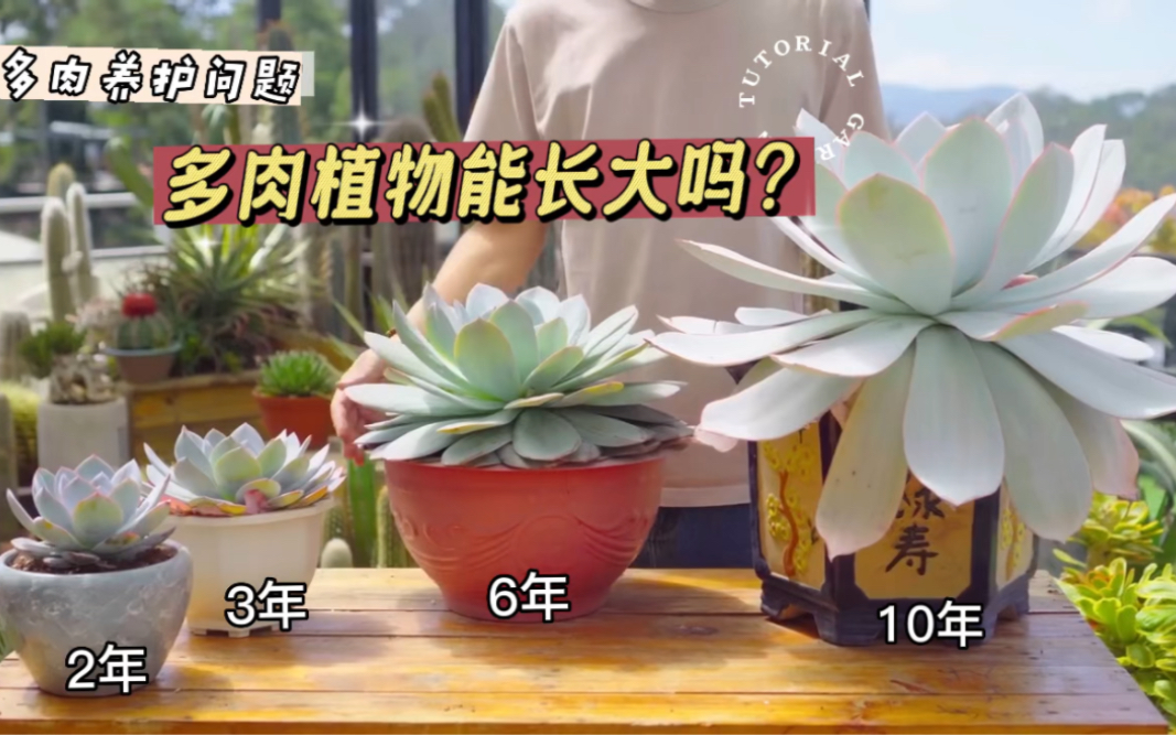 多肉植物能长大吗?能长多大?这个视频给你一些答案