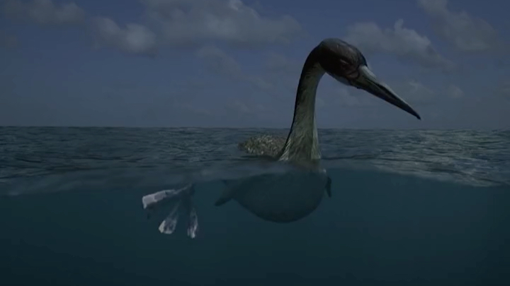 史前巨兽黄昏鸟