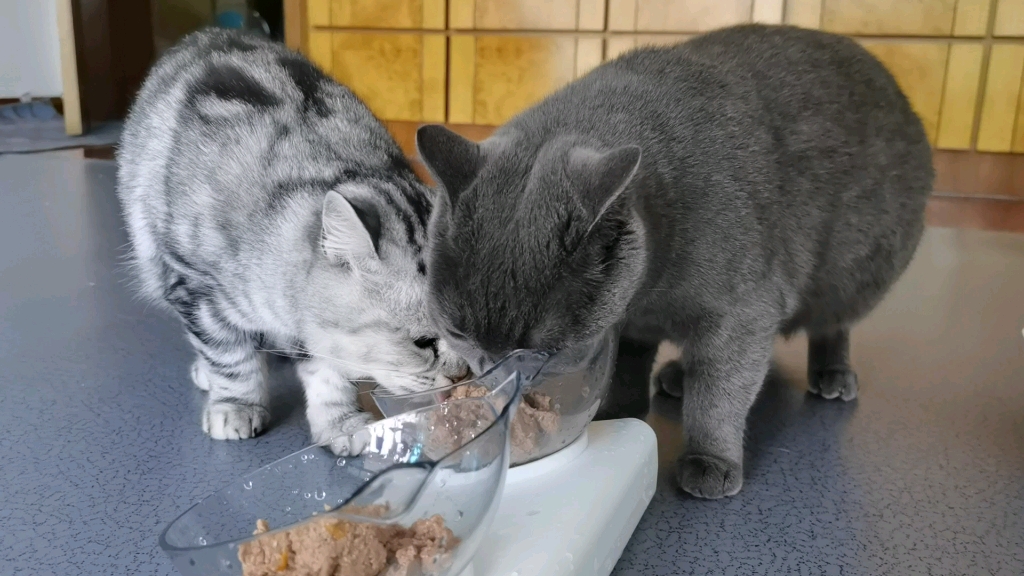 【英短美短】干啥啥不行 吃饭第一名