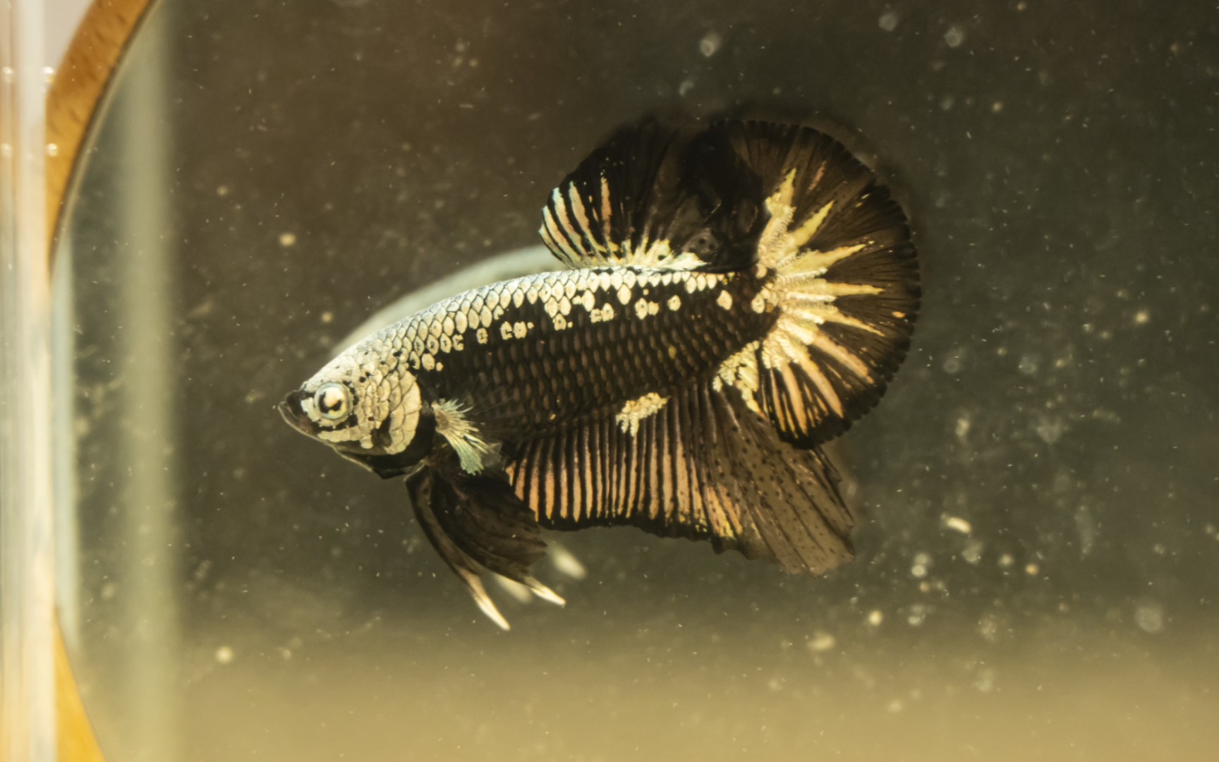 【泰国斗鱼】半甲黑武士