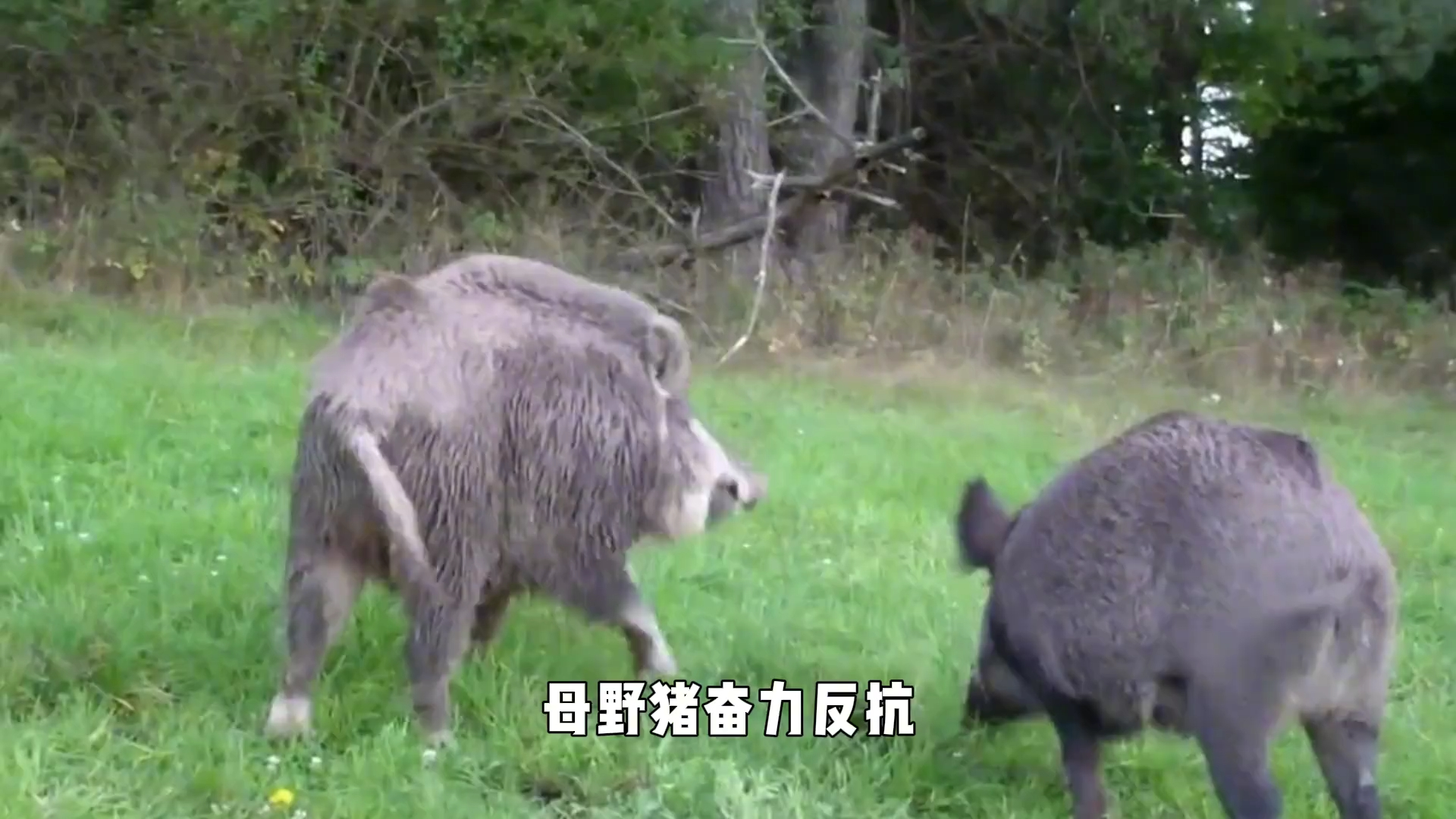 母野猪出来相亲,直接招惹来了一群公野猪,这下精彩了!