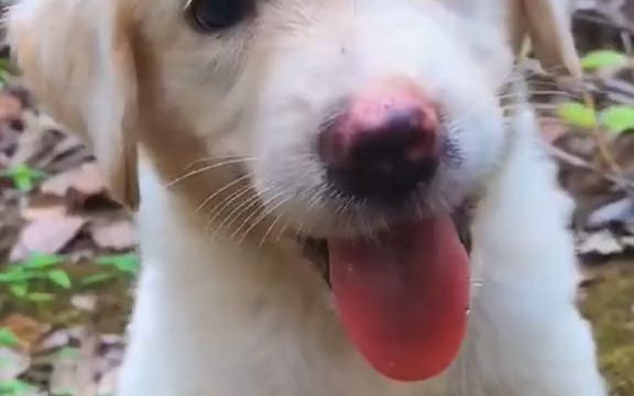 中华田园犬 狗狗 中华国犬哔哩哔哩bilibili