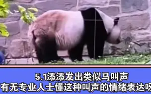 Скачать видео: 5.1添添发出类似马叫声，有无专业人士懂这种叫声的情绪表达呀？