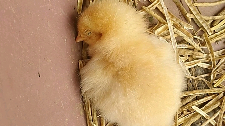 小鸡睡觉的姿势图片