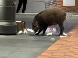 Скачать видео: 香港大学特产——野猪