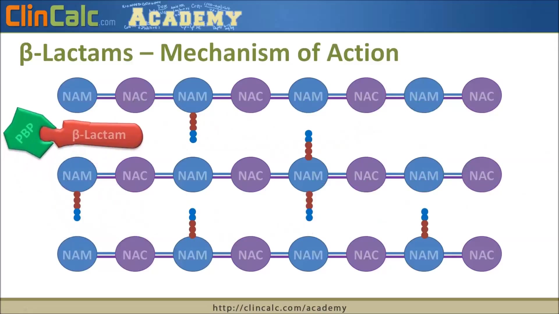 †…酰胺 抗生素 Lactam Antibiotics  Top 250 Drugs哔哩哔哩bilibili