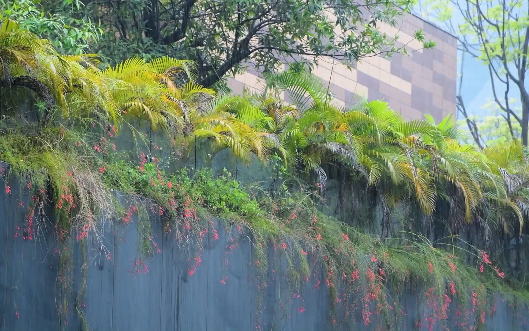 [图]绵绵细雨声-温柔的雨声舒缓紧张情绪-【自然白噪声】