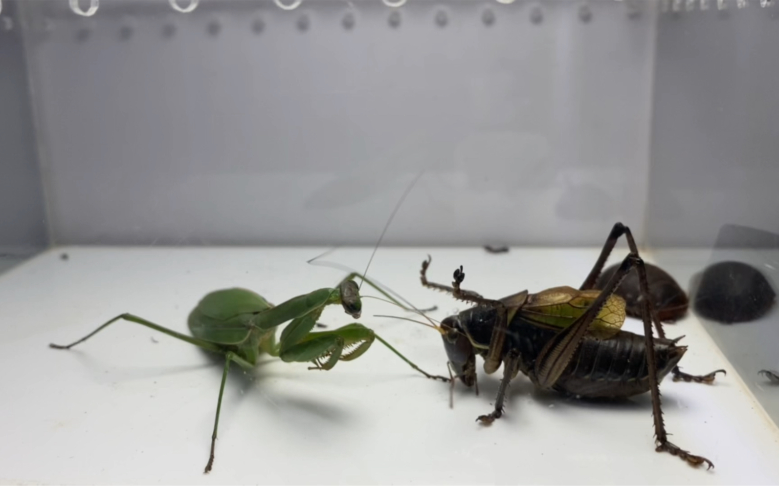 蝈蝈大战螳螂!结果会怎么样呢?终于见识了螳螂拳