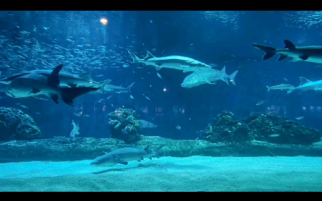 北京海洋馆混剪