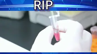 实验操作：RIP实验(RNA结合蛋白免疫沉淀)详细实操！有手就会！