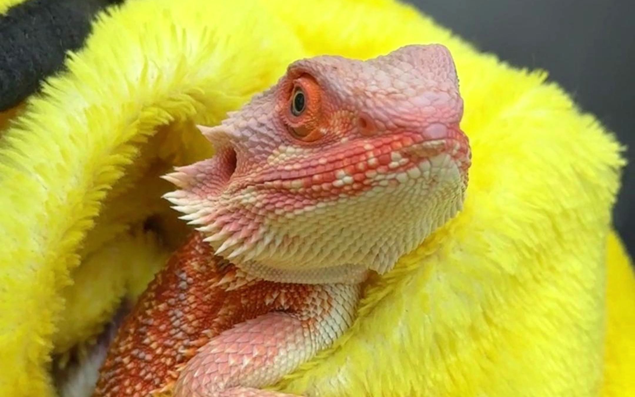 不睡觉就抓去喂喵,娇情#萌宠 #爬宠 #异宠 #蜥蜴 #鬃狮蜥