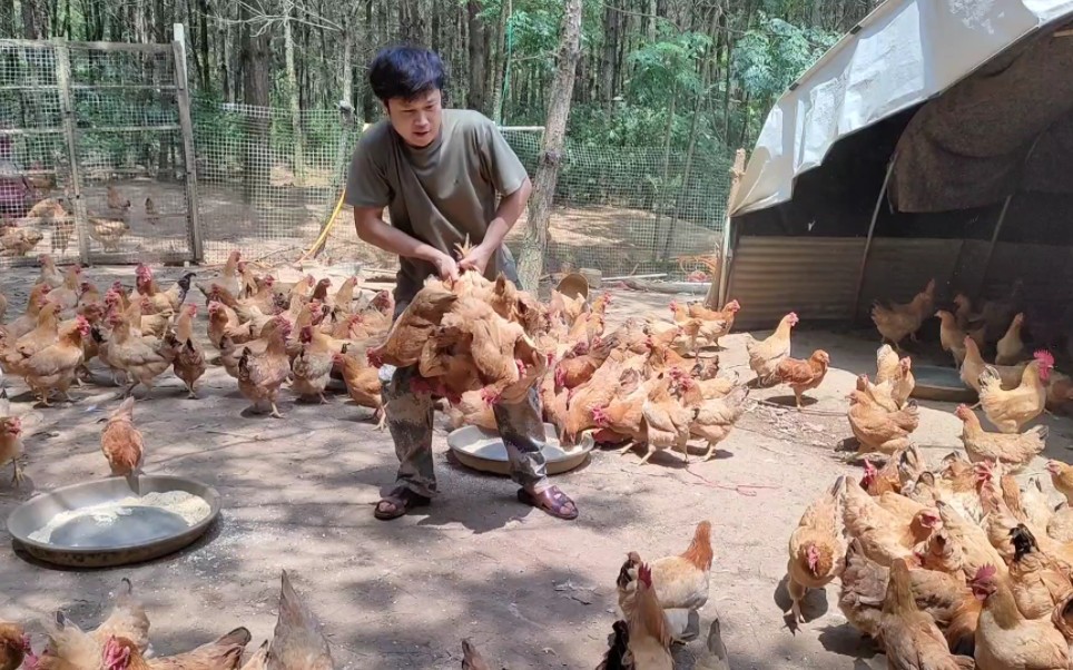 [图]卖鸡了，白天来抓鸡，这批鸡准备在线上销售，直播带货