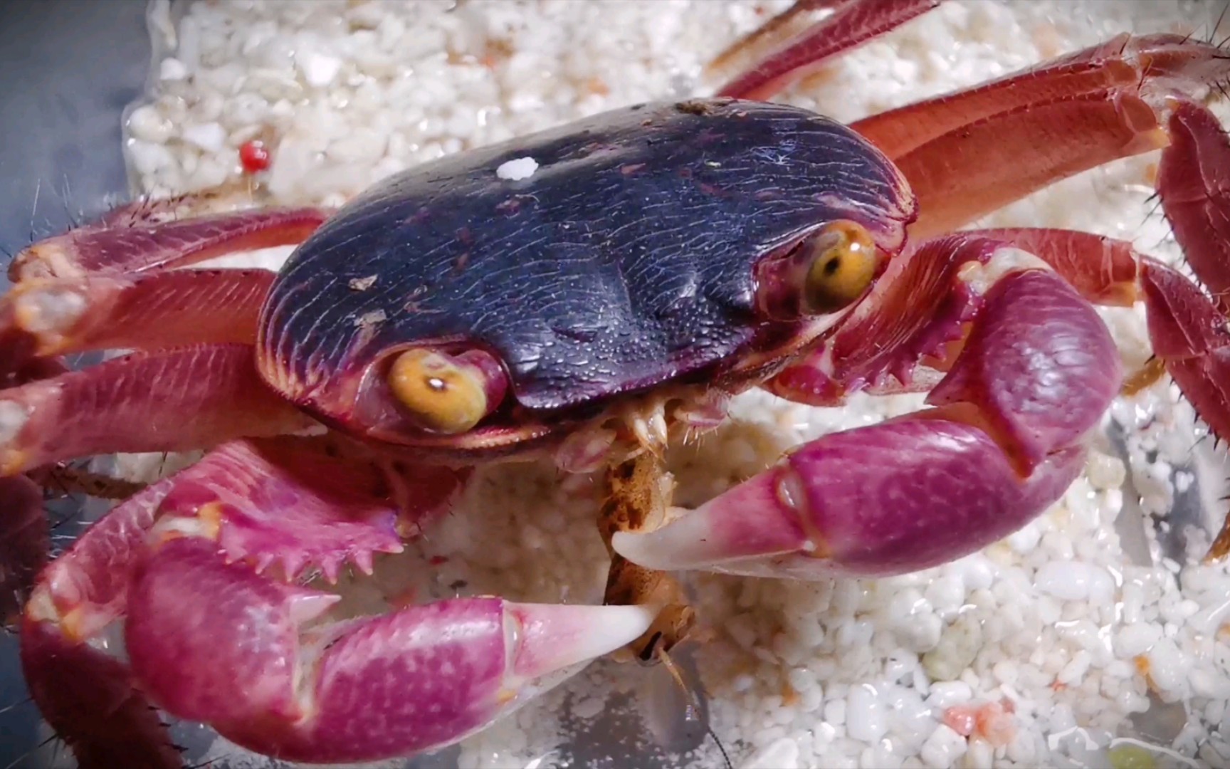 格雷陆方蟹互动喂食,还会直走