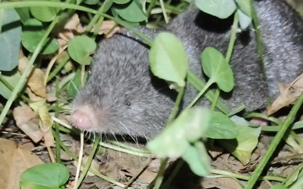 深夜偶遇四川短尾鼩