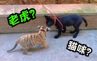 老虎：我是百兽之王你不害怕吗？