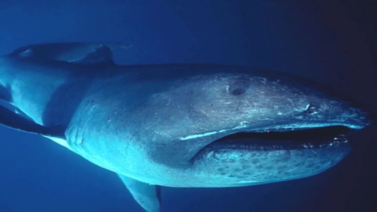 [图]各种怪异的深海生物