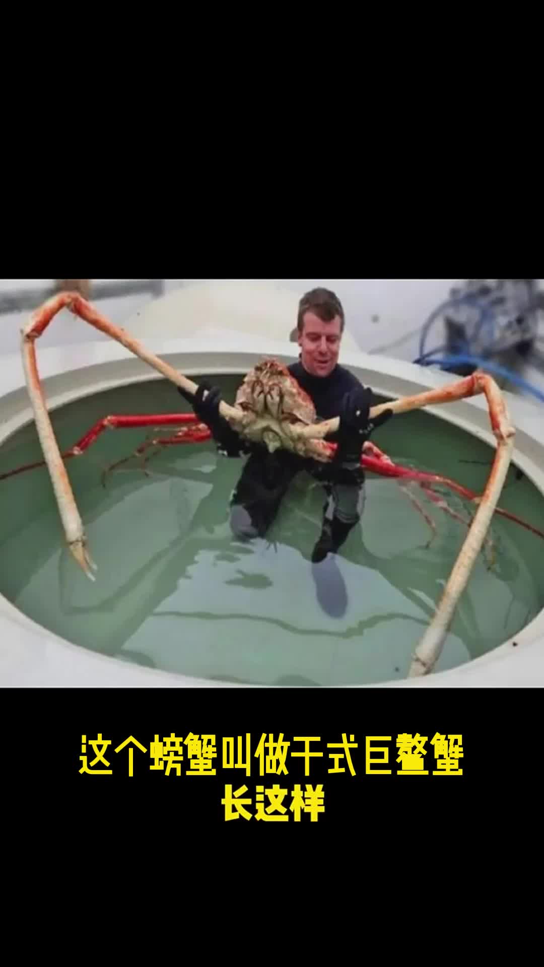 世界上最大的螃蟹有多大?