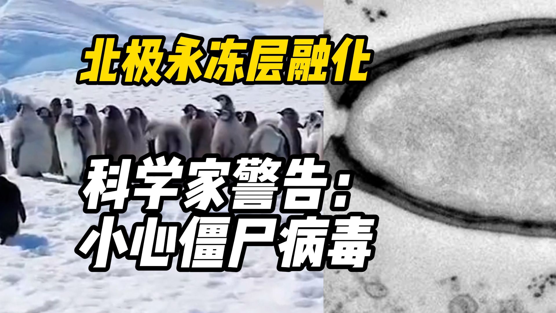 北极永冻层融化,科学家警告:僵尸病毒或被"释放"哔哩哔哩bilibili