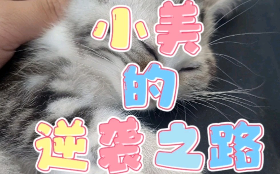 [图]捡来的小猫可以变多漂亮 祝大家捡猫哈