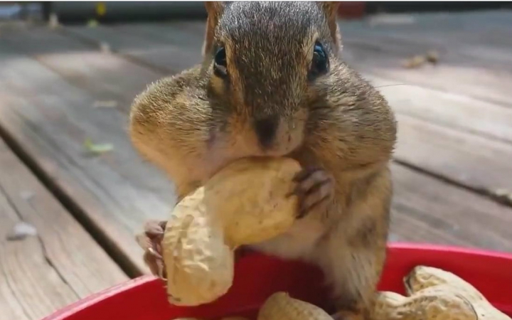 【包子脸】可爱小松鼠吃花生和坚果给你看