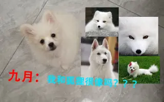 狐狸犬 搜索结果 哔哩哔哩 Bilibili
