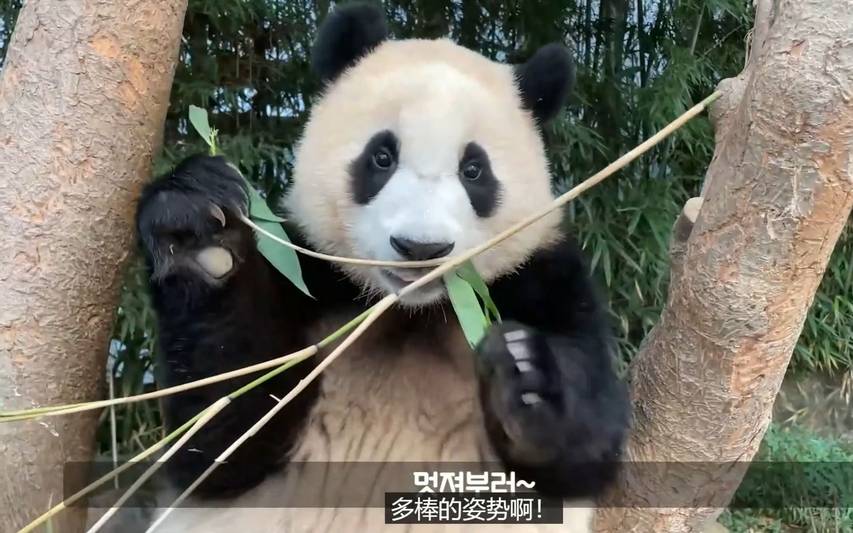 [图]福宝：今天的爷爷一边彩虹屁说熊熊聪明，一边严格教育熊家要有餐桌礼仪，真是爱操心的爷爷！