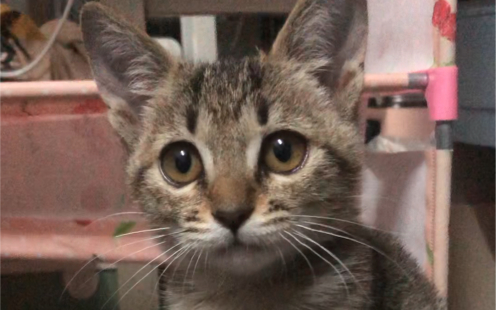 为森莫这个猫猫是下垂眼