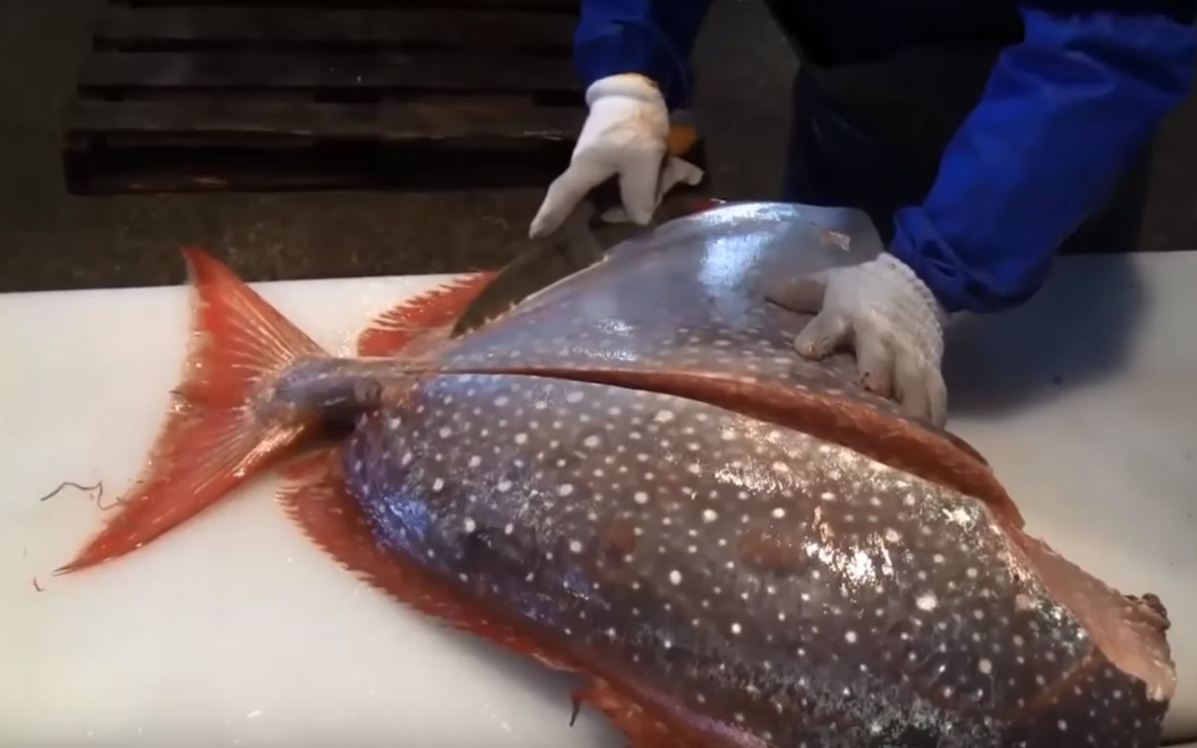 【白桃视频搬运】刀工 老师傅切割月亮鱼