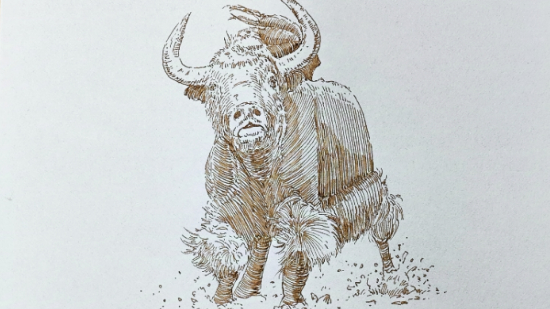 【练习306】野牛