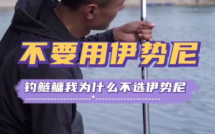 钓白鲢为什么不用伊势尼哔哩哔哩bilibili