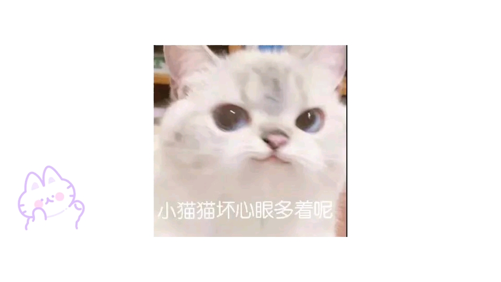 《豆子的千层套路》大猫二猫永远贴贴哔哩哔哩bilibili