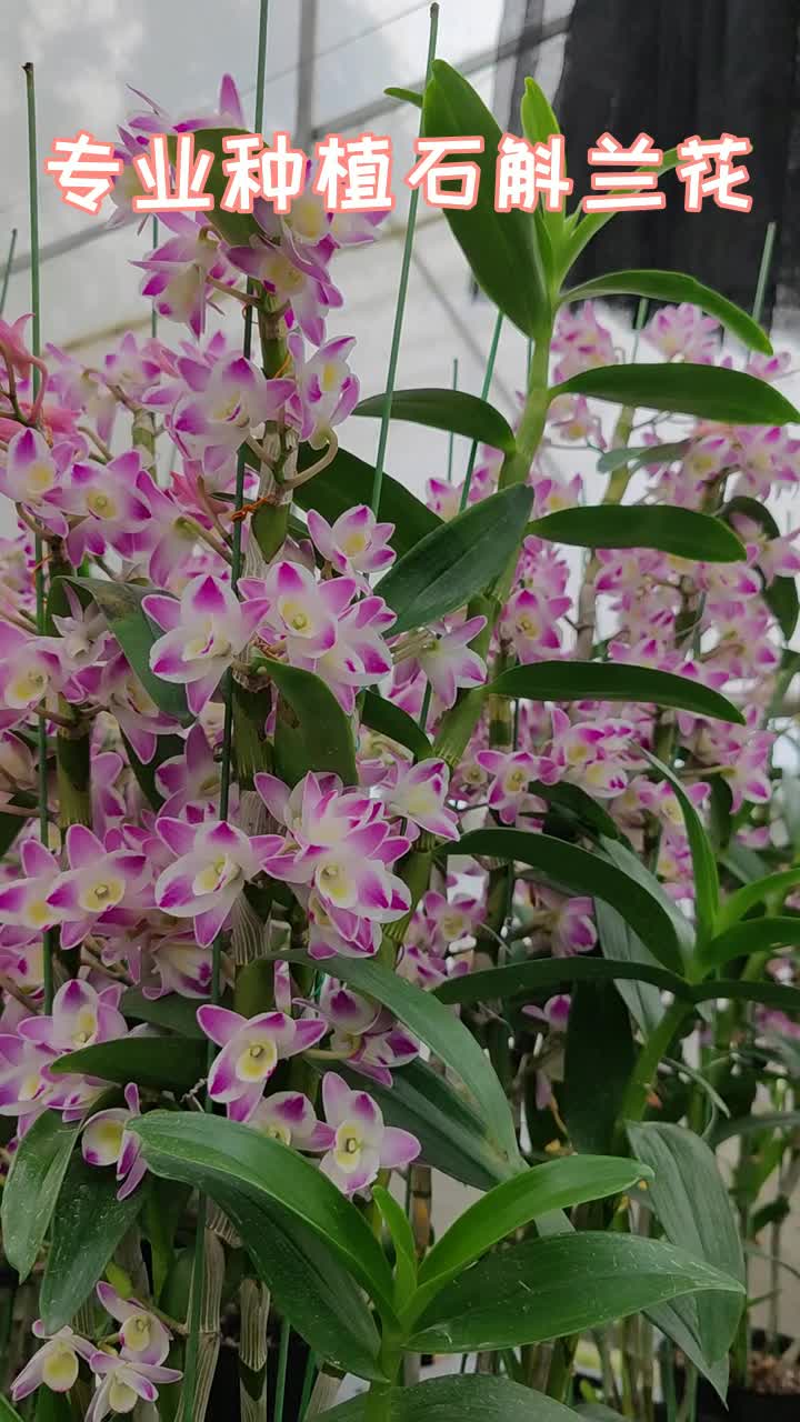 云南杓兰,石斛兰语柔情蜜意
