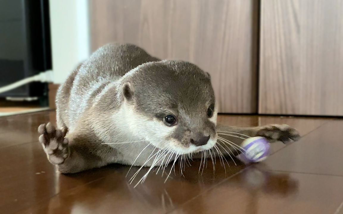 【水獭】玩球特辑·水獭玩球一次性看个够【小太郎和哈娜】_哔哩哔哩