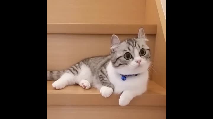 【komaru】我 喵喵 大佬 超可爱