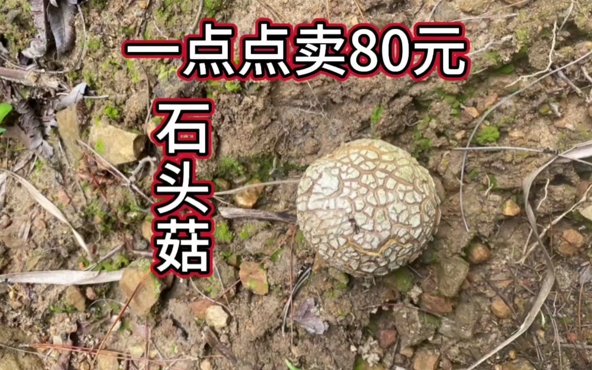 农村可遇不可求的"石头菇",一斤能卖80元,快来认识并了解一下
