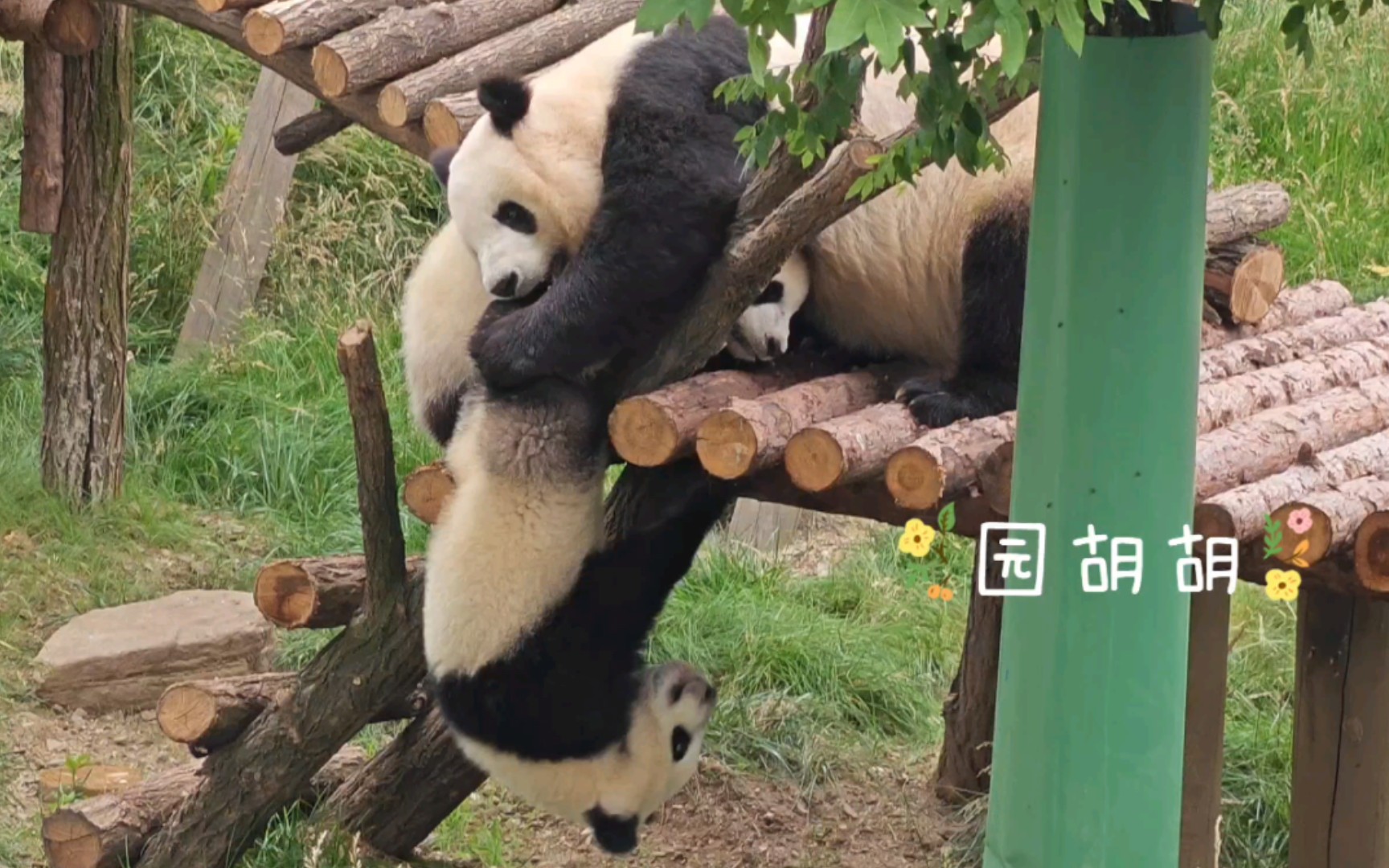 [大熊猫永永]永永试图用嘴叼起快掉落木架的费头子永大,却失败了,气