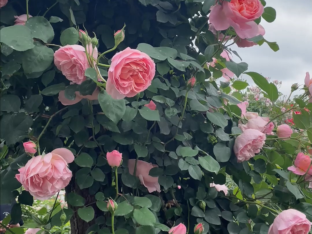 【惠惠的花园】”舍农索城堡的女人们“多季多头勤花,花朵大而饱满,花香浓郁,长势强劲,抗病性和耐晒耐阴性都很强哔哩哔哩bilibili