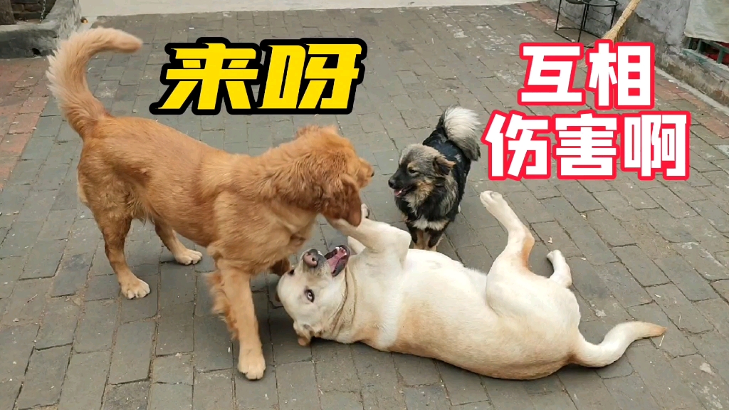 真羡慕这三只狗狗,每天轮换着结盟打架,打打闹闹却显得格外亲切