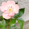 大家帮我看一下这棵月季花,我是不是买到宿迁小白花了?
