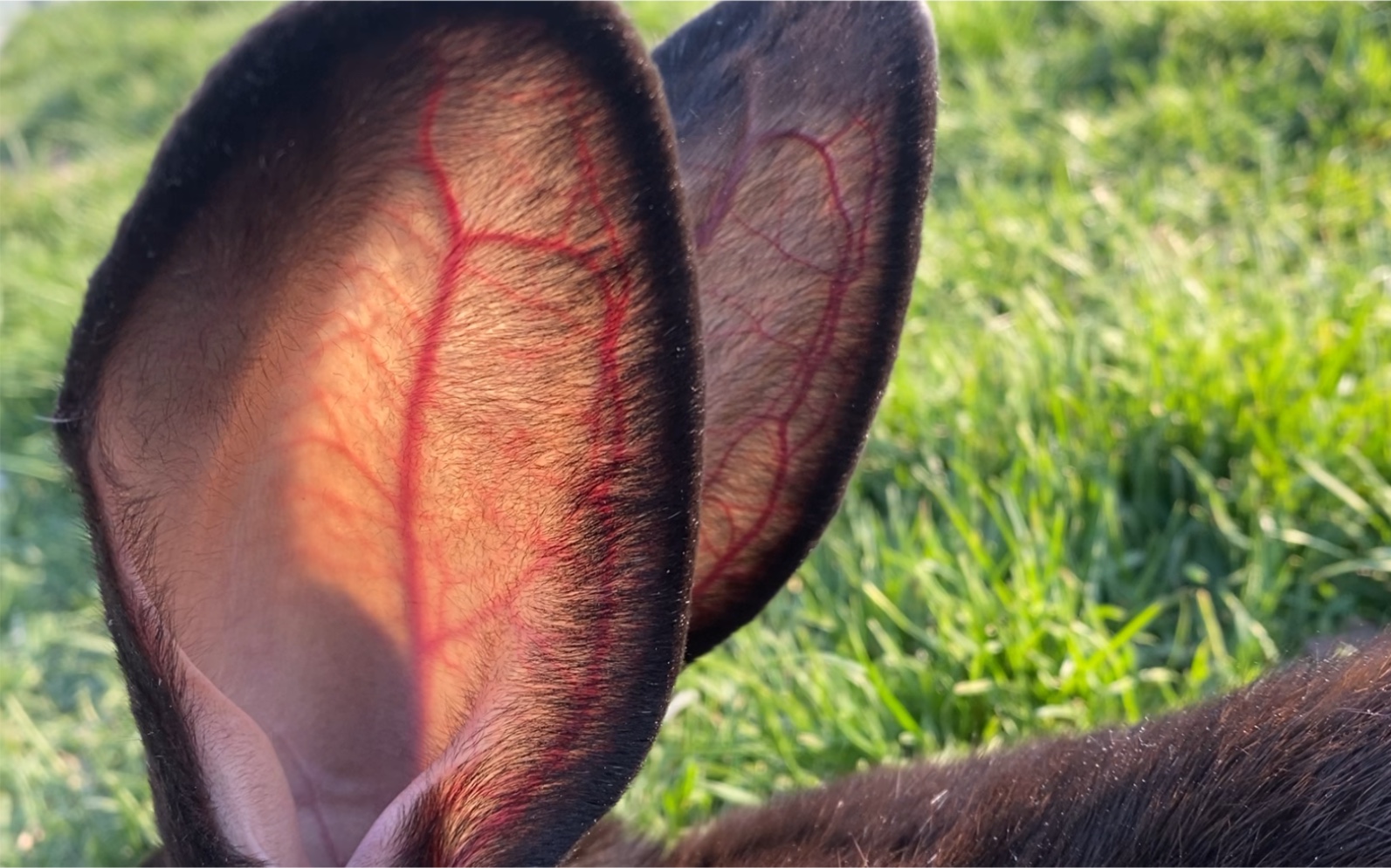 逆光的耳朵血管