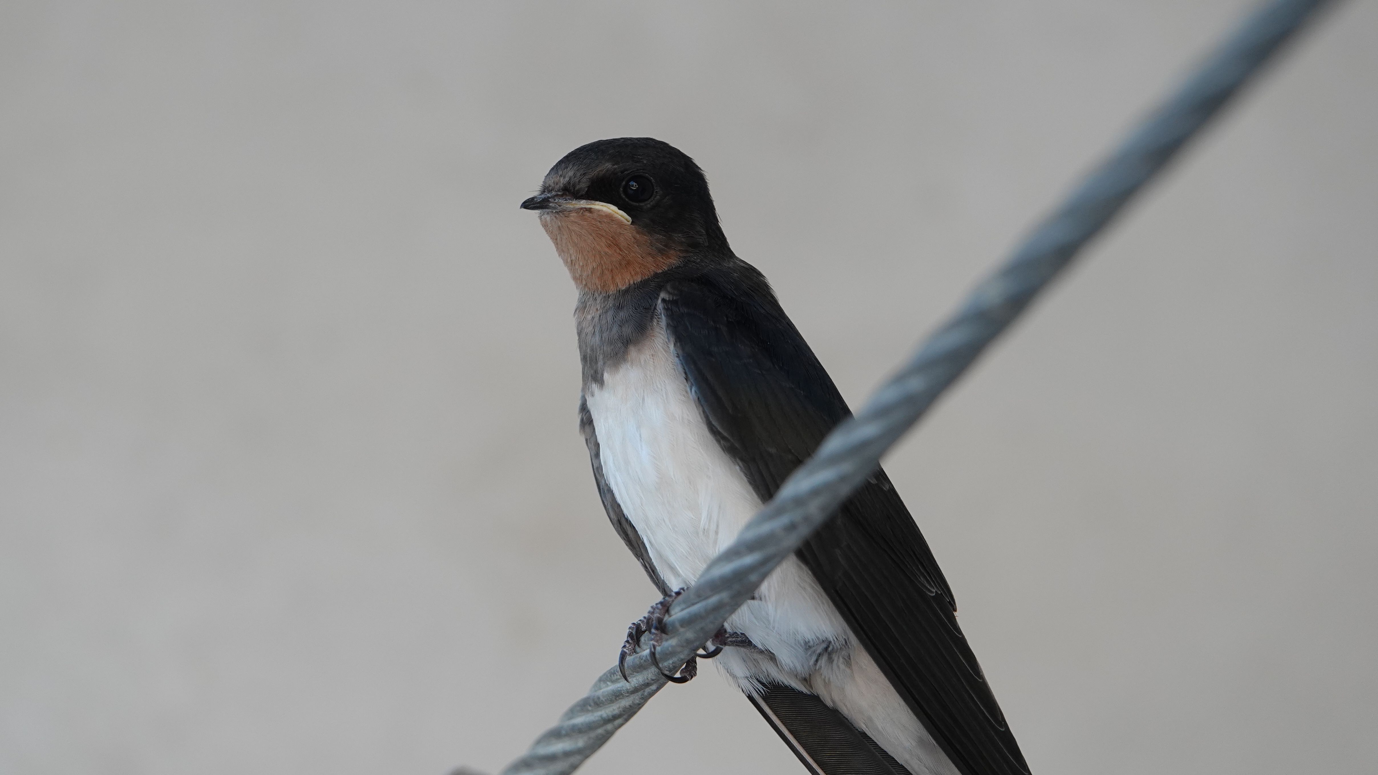 乳燕离巢·正面