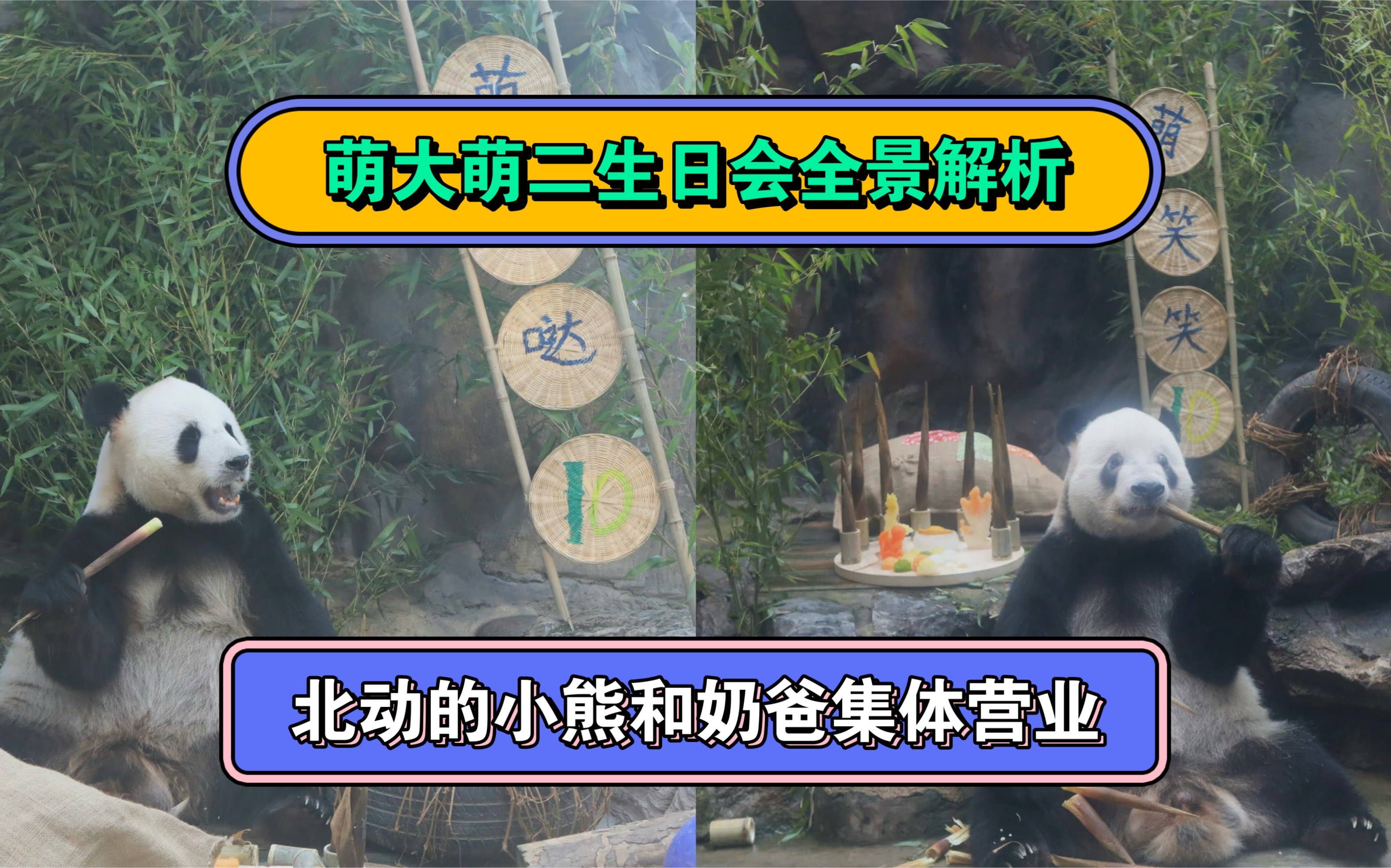 萌大萌二过生日,再一次,北京动物园的小熊们集体营业!萌大萌二两兄弟名字确定,官方承认!北京动物园的小熊和奶爸集体营业,大熊猫之间是有交流的...