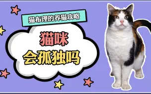 猫咪也会孤独吗？