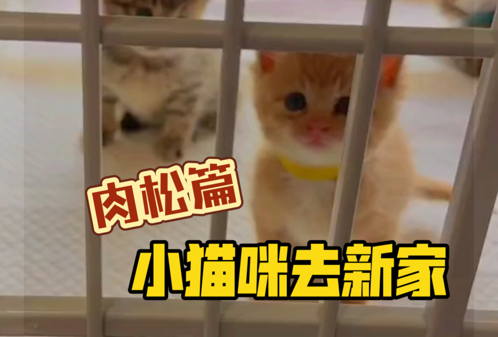 小猫咪去新家之肉松(小橘子)篇
