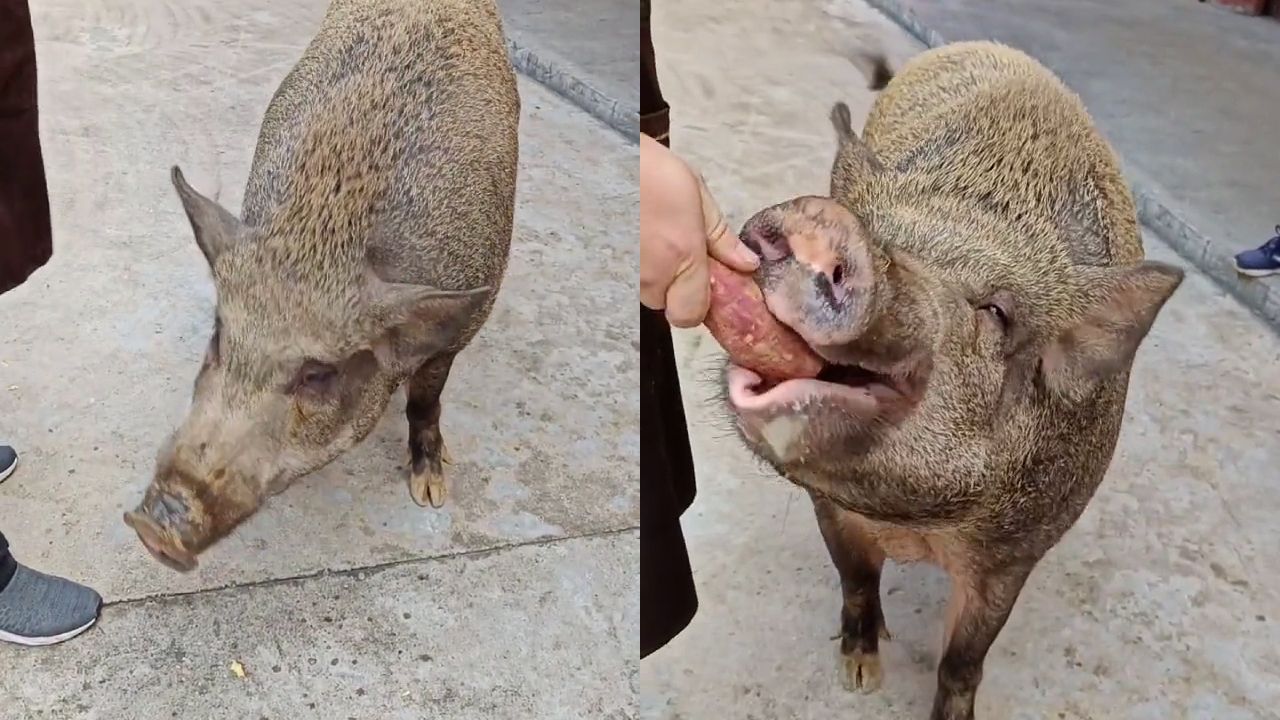 灵性野猪被寺庙收养,向游客讨食还会点头回礼,网友直呼成精了