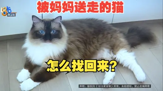 【1818黄金眼】妈妈做主送走布偶猫，是否能够找回来？